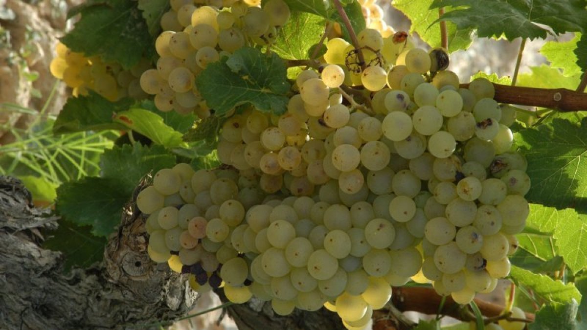 Augmenta el suport per tal que la Terra Alta pugui formar part de la DO Cava.