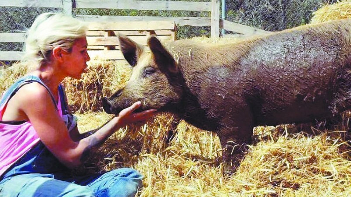 Una de las voluntarias de la entidad con uno de los cerdos que rescataron de una granja.