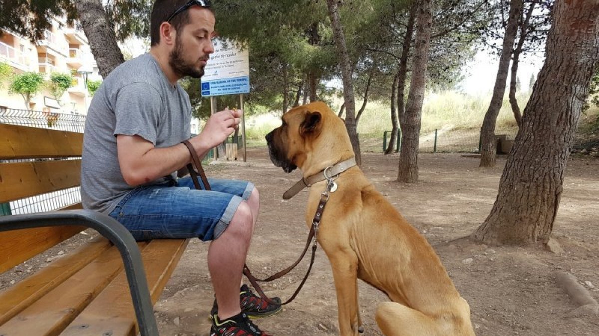 Pongo, el perro de la
