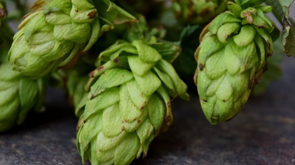 Els responsables del cultiu es mostren preocupats per les altes temperatures i la sequera dels últims anys