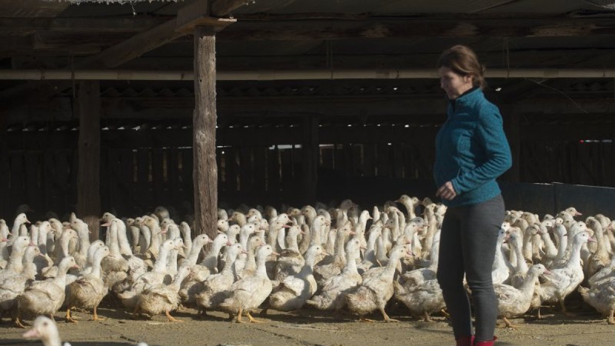 Anna Giménez, cofundadora de Granja Luisiana, con algunos de los patos mulard que crían en Deltebre.