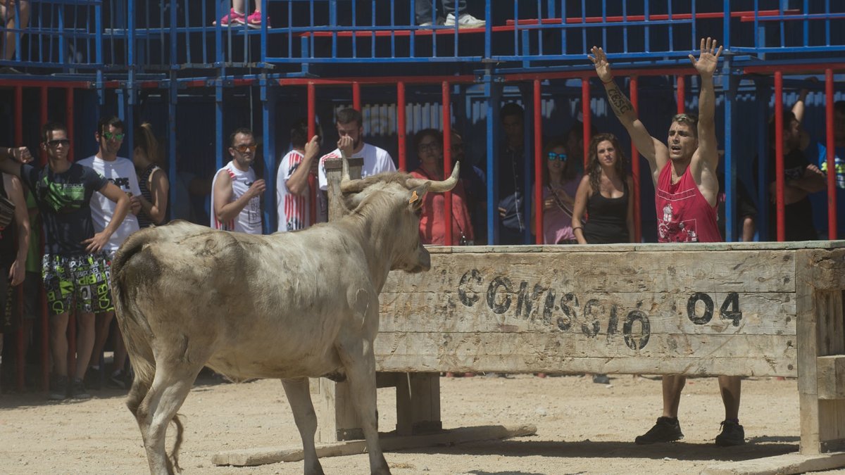 Imatge d´una tarda de bous celebrada a Sant Jaume d´Enveja durant aquest 2016.