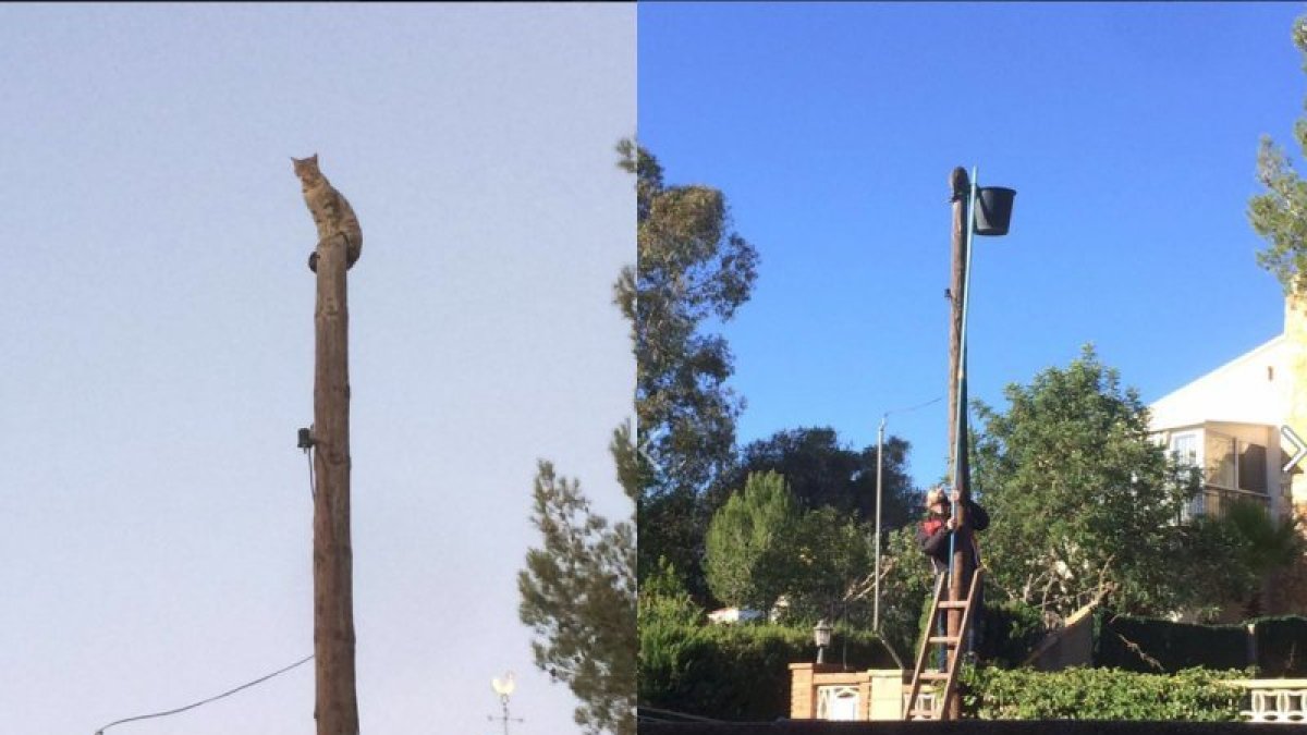 A la izquierda, el gato en lo alto del poste. A la derecha, el momento el rescate.