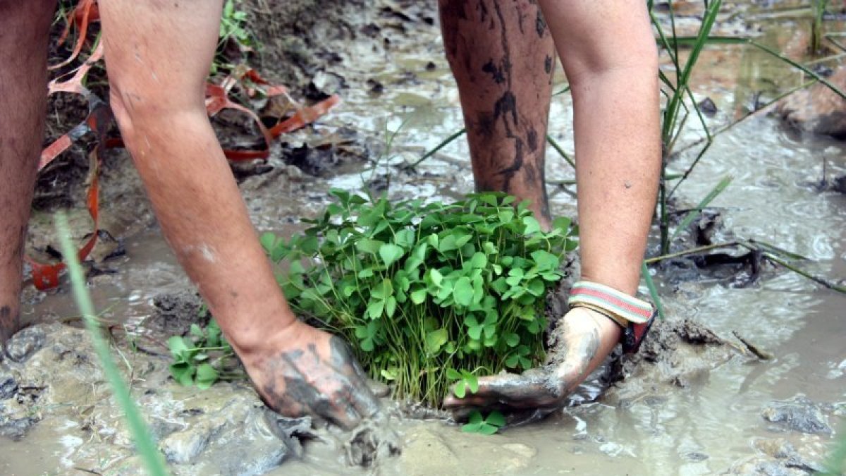 Imatge del moment de la plantada de la població d´agret, ahir al delta.