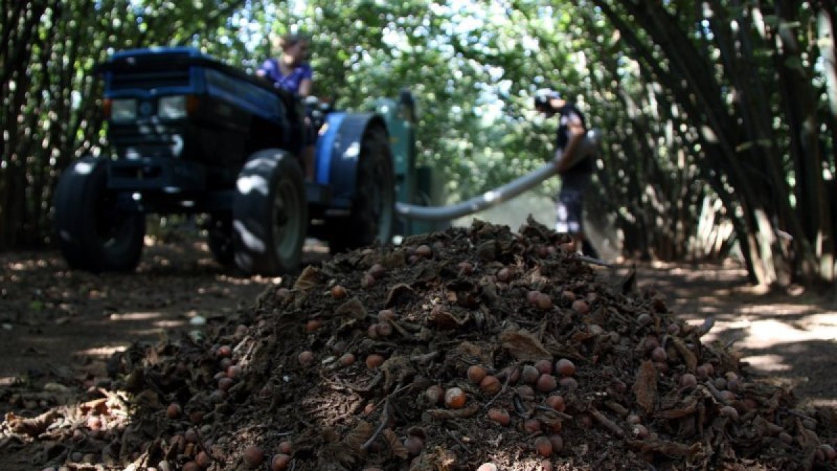 Imagen de la recolecta de avellanas en el Baix Camp.