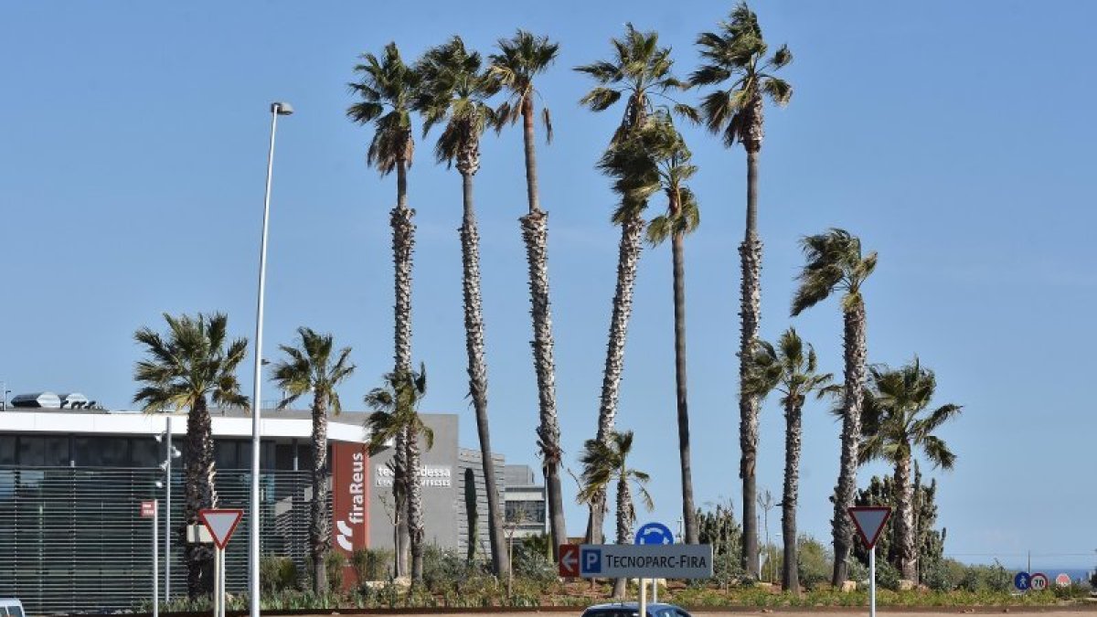 Imagen de la rotonda que se está ajardinando, justo delante del Edifici Tecnoparc, sede de firaReus.