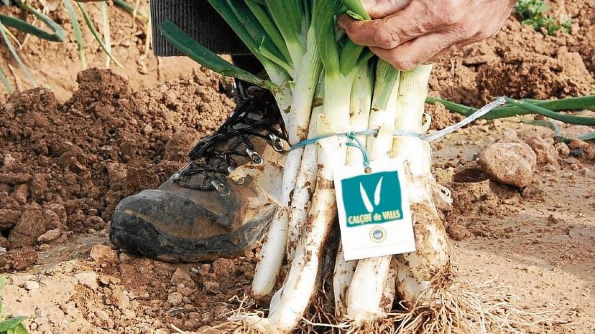 Los calçots de Valls son uno de los productos con Indicación Geográfica Protegida.