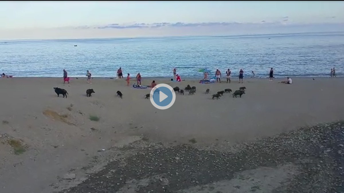 Una manada de jabalíes en una playa... ¿italiana o tarraconense?