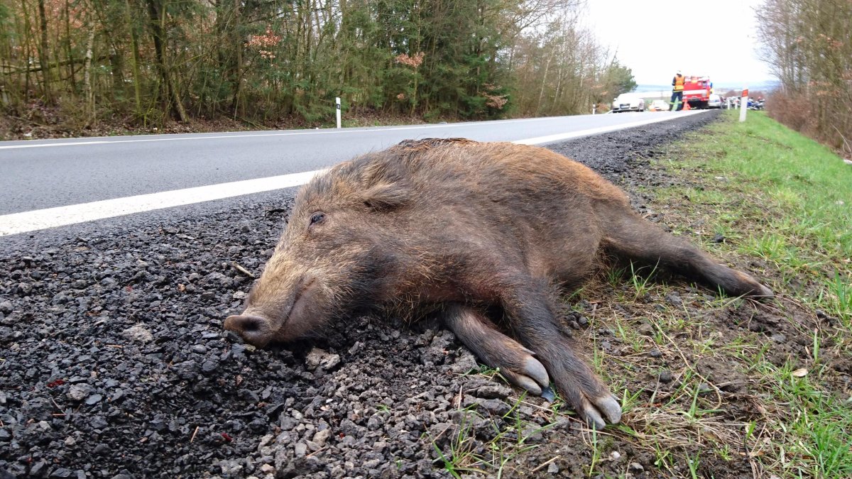 Jabalí muerto atropellado este año en una carretera del Camp de Tarragona.