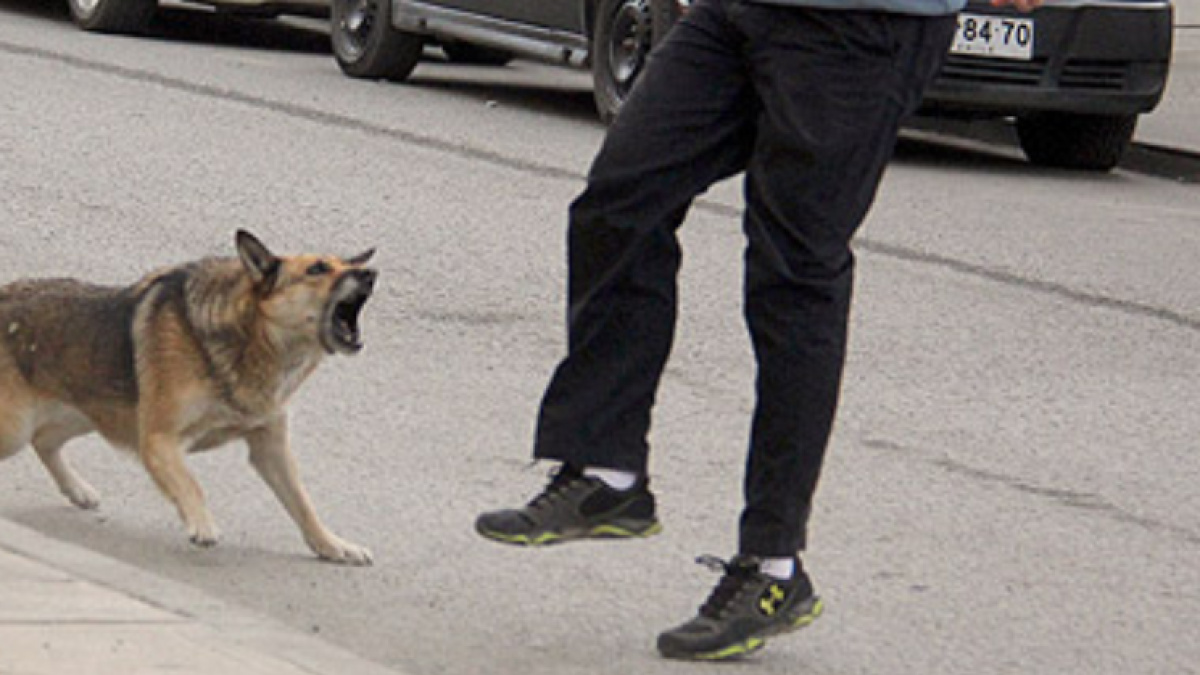 Imagen de archivo de un perro atacando a un hombre en plena calle.