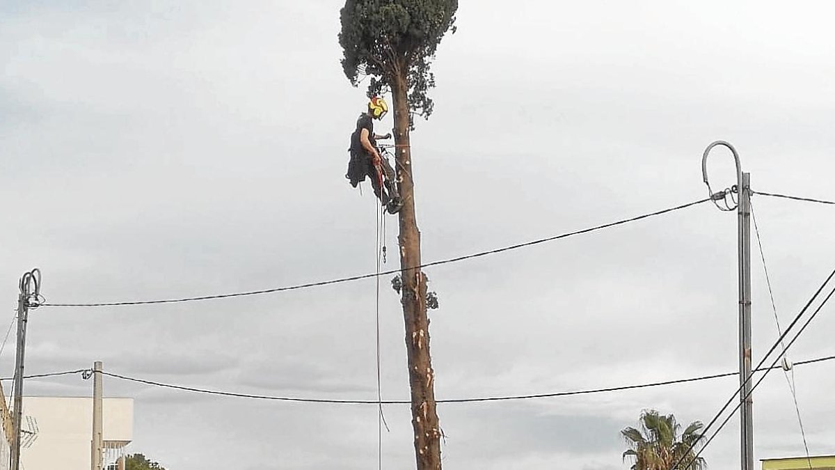 Roger Recasens realizando labores de mantenimiento en un árbol.
