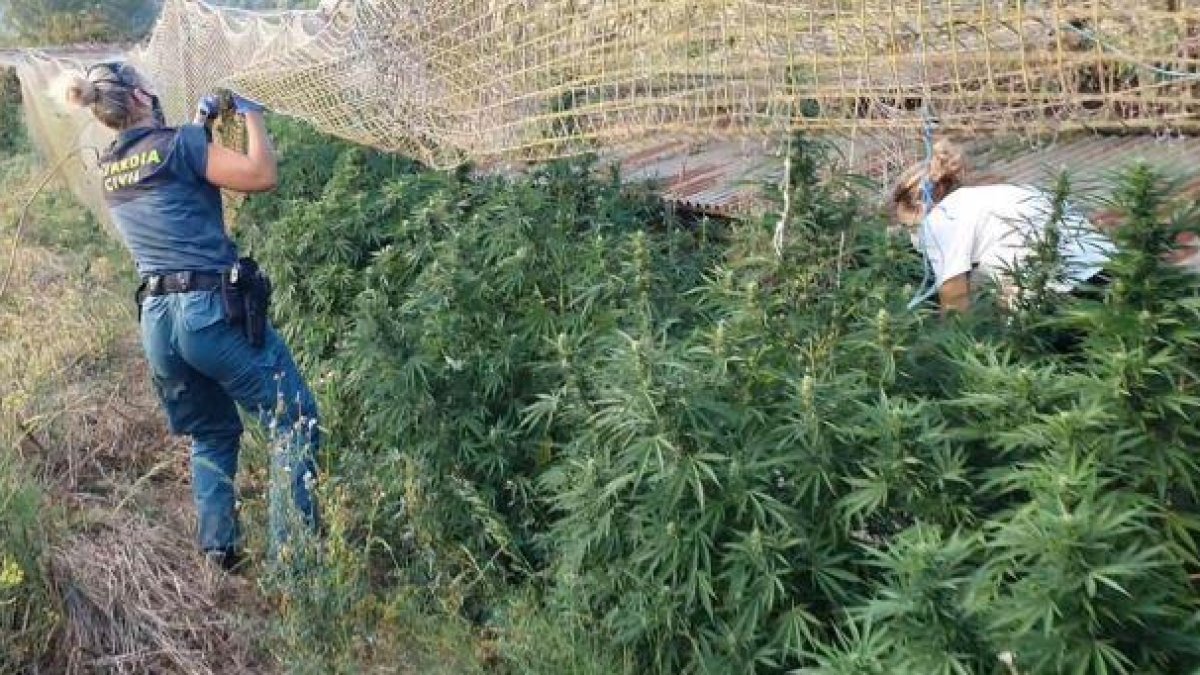Imagen de la plantación descubierta en Cabra del Camp. Guardia Civil