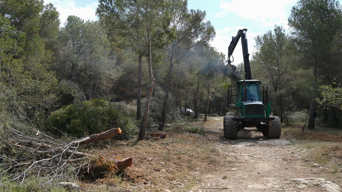Una de las máquinas que está cargando los restos de pinos y de ramas en las zonas en las que ya se ha hecho la limpieza.