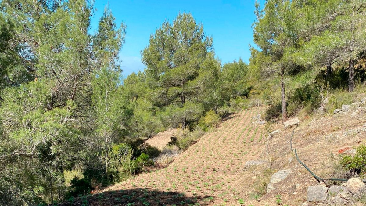 Un detingut per una nova plantació de marihuana a Querol