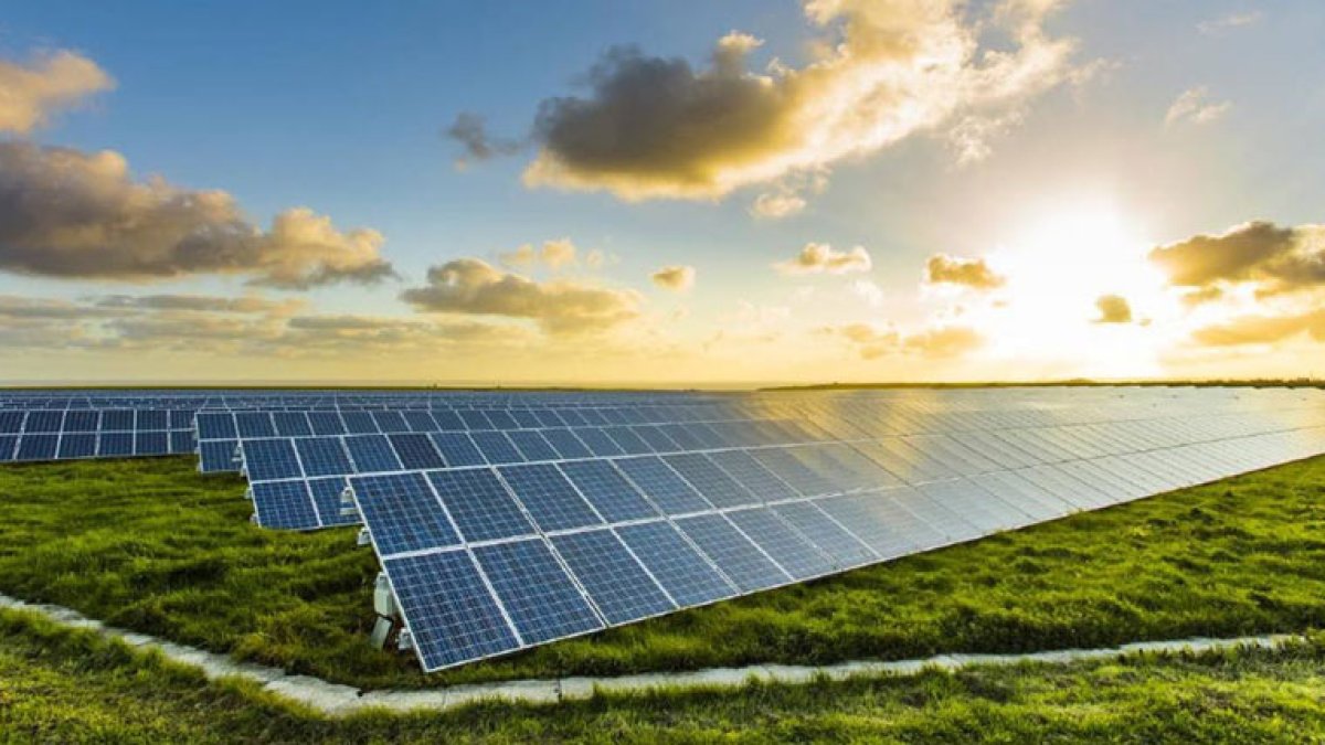 Els projectes de parcs solars al Baix Penedès amenacen a una espècie en perill d'extinció