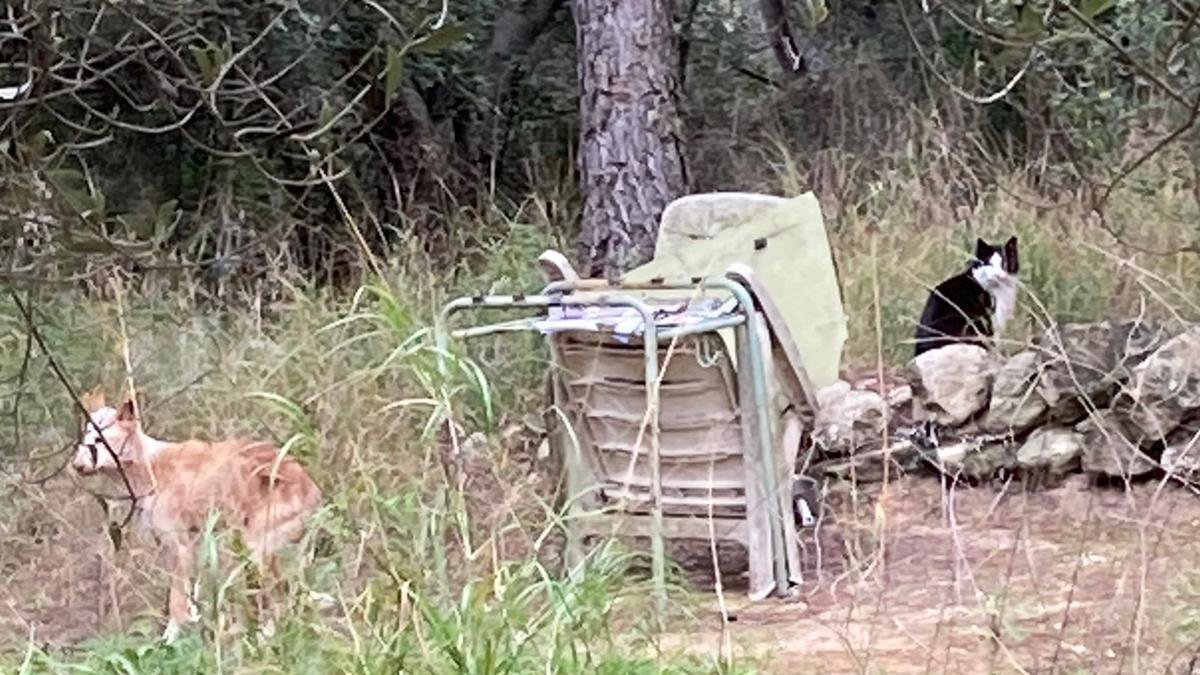 El podenco de Calafell rescatado con salchichas de frankfurt