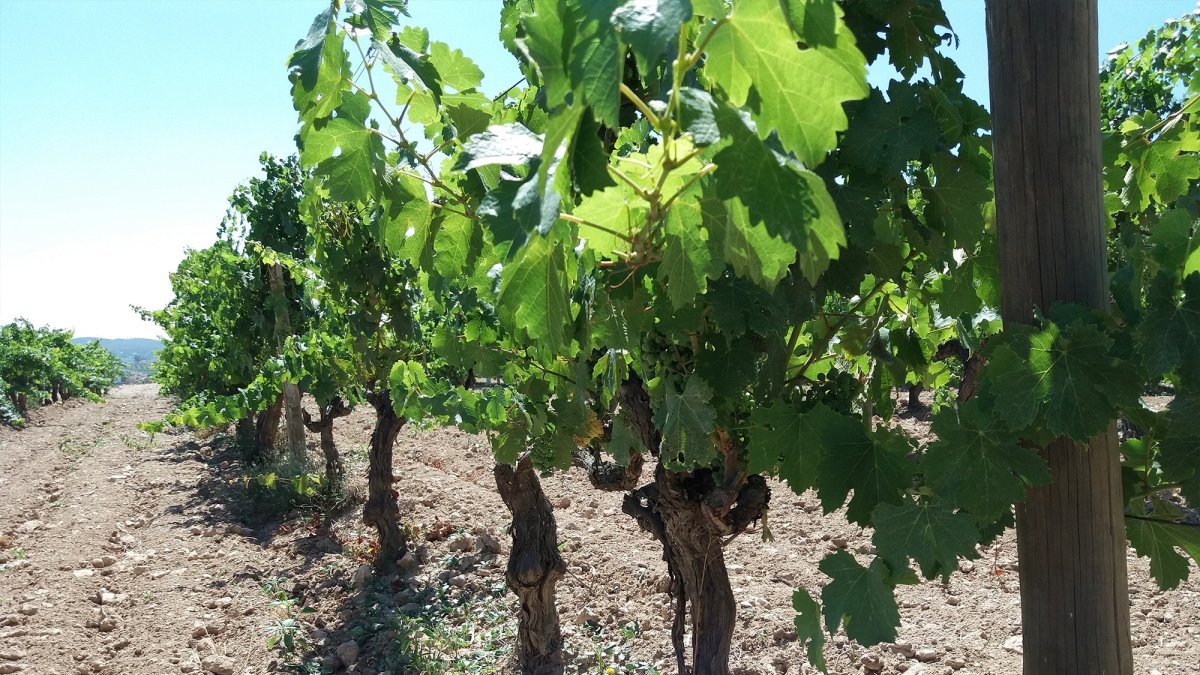 Viñedo en el Penedès.