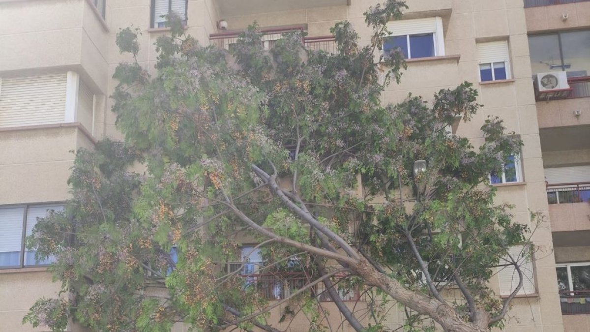 El viento tumba un árbol en el centro de El Vendrell