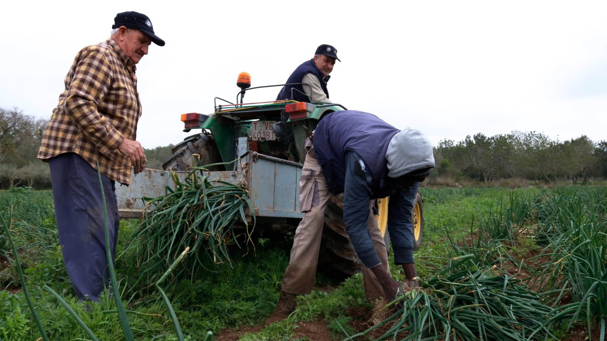 Payeses recogiendo calçots de la IGP Calçot de Valls.