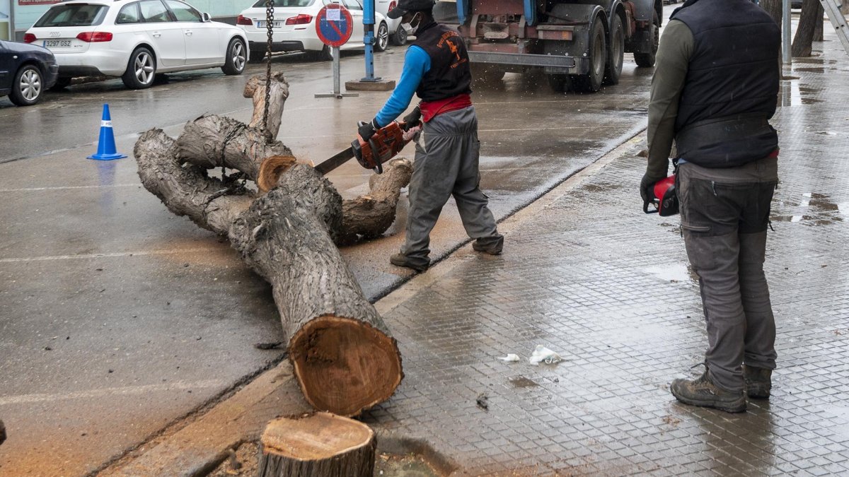 Imatge dels primers arbres que es van talar la setmana passada.