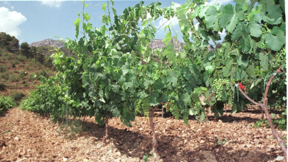 Primer plano de unos viñedos situados en la zona del Priorat.