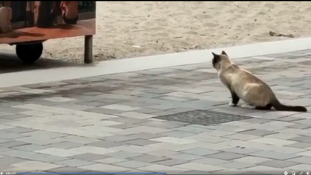 Un gato observa las ratas bajo los contenedores.