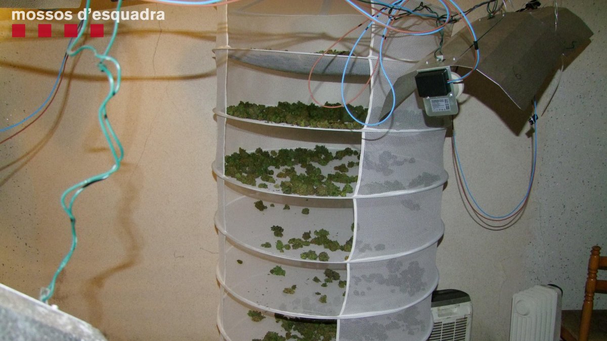 Sis persones a presó pel cultiu de marihuana en una casa de la Fatarella