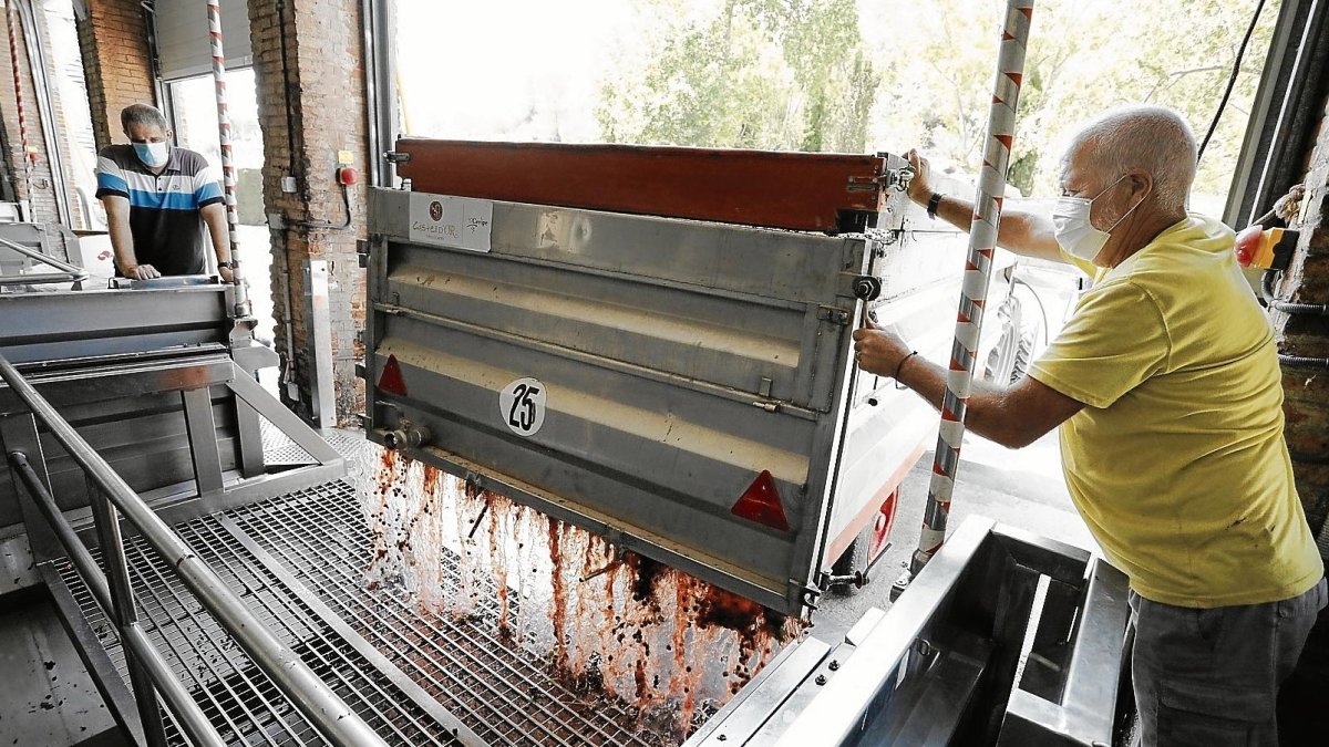 Un viticultor descarregant ahir el raïm a la Cooperativa de Vila-rodona.