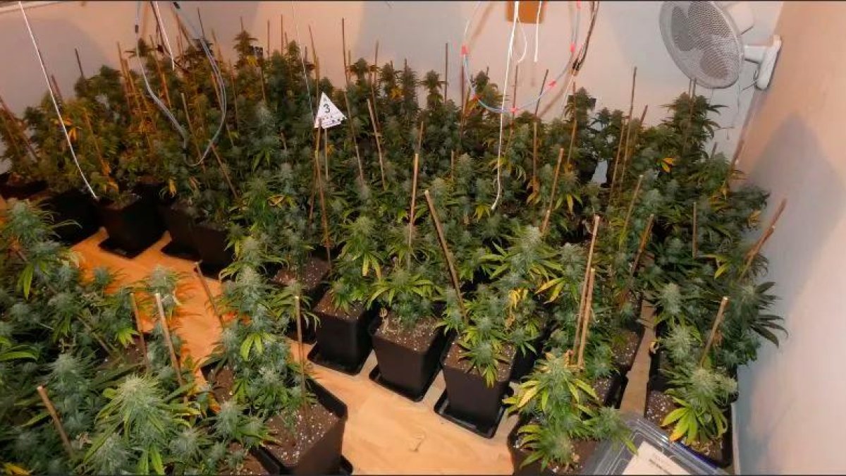 Plantación de marihuana que tenía en uno de los pisos.