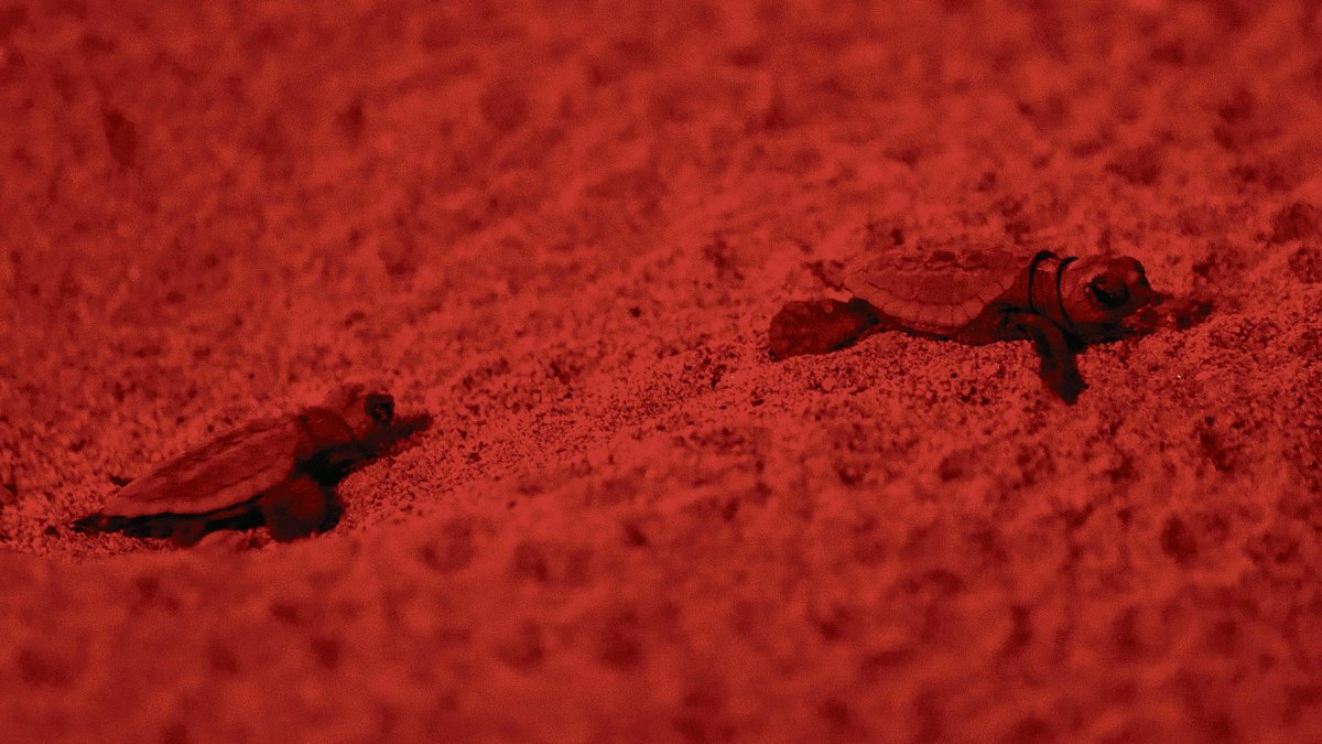El nacimiento de las tortugas despertó expectación en la playa.
