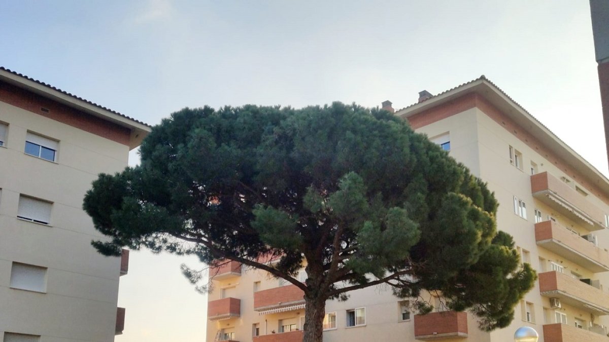Un dels arbres singulars. Aquest en concret es va protegir quan es van edificar els dos blocs.