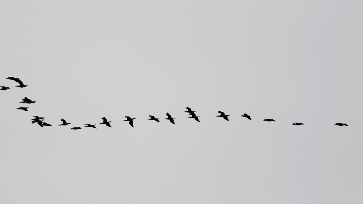 Una banda de aves.