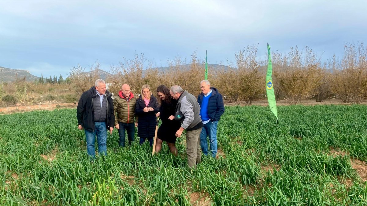La cuinera Gessamí Caramés collint calçots per donar el tret de sortida a la temporada amb el president de la IGP.