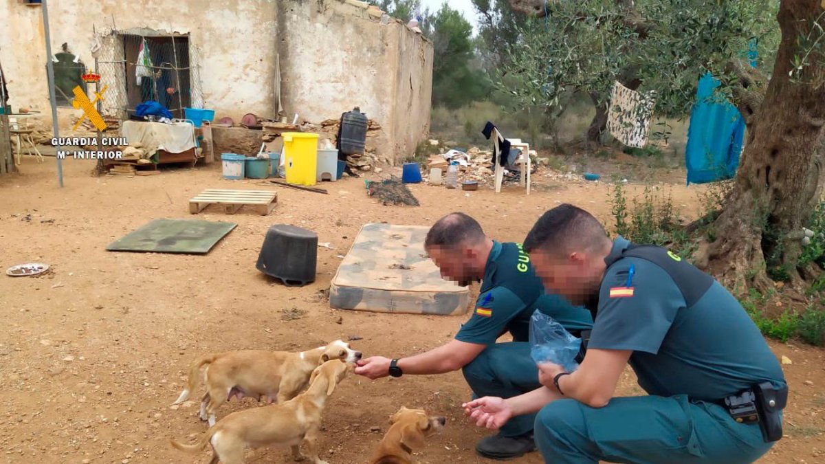 Los perros, al ser hallados por la Guardia Civil.