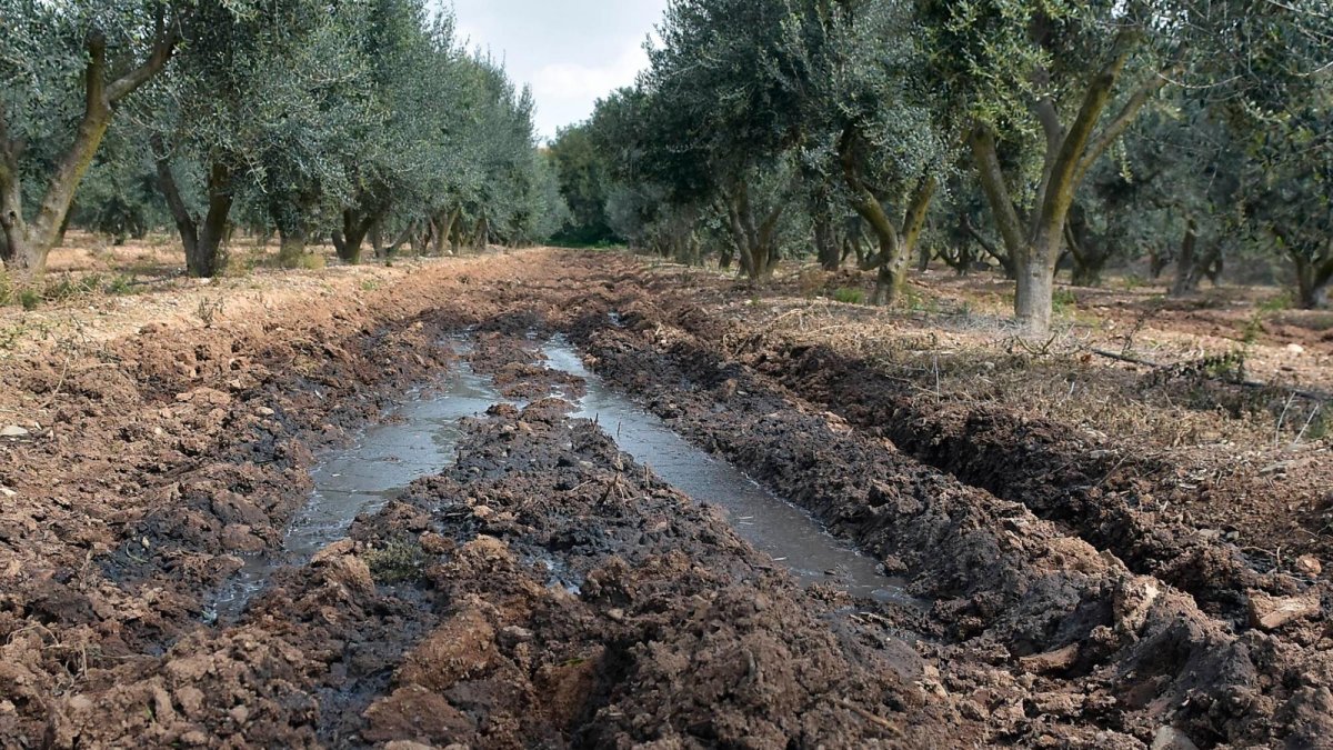 Instalaciones de explotación ganadera en el entorno de Blancafort.