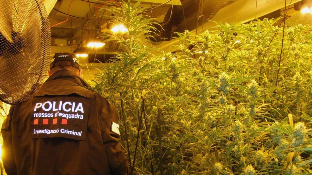 Imagen de archivo de una intervención de Mossos en una plantación de marihuana.