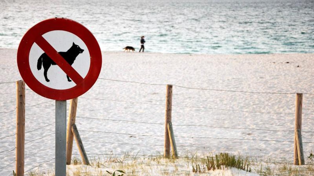 El Vendrell no permitirá la entrada de perros a las playas.