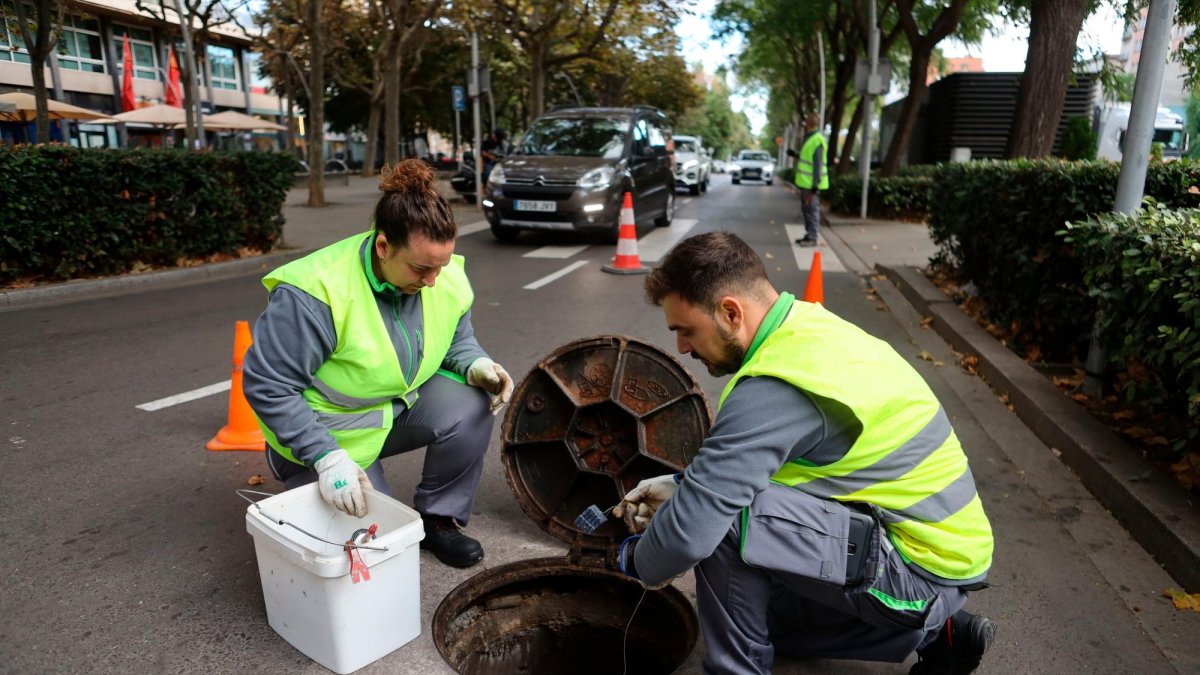 Durante una actuación, realizada la semana pasada, del plan preventivo y de vigilancia municipal para el control de plagas de roedores.