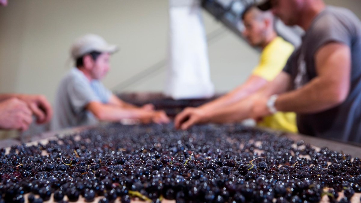 Detalle de la vendimia en la bodega Perinet.