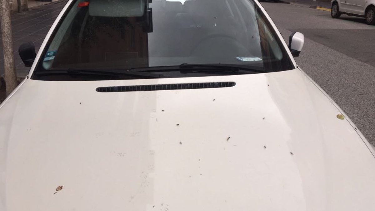 Coche lleno de hormigas voladoras ya fallecidas en Tarragona