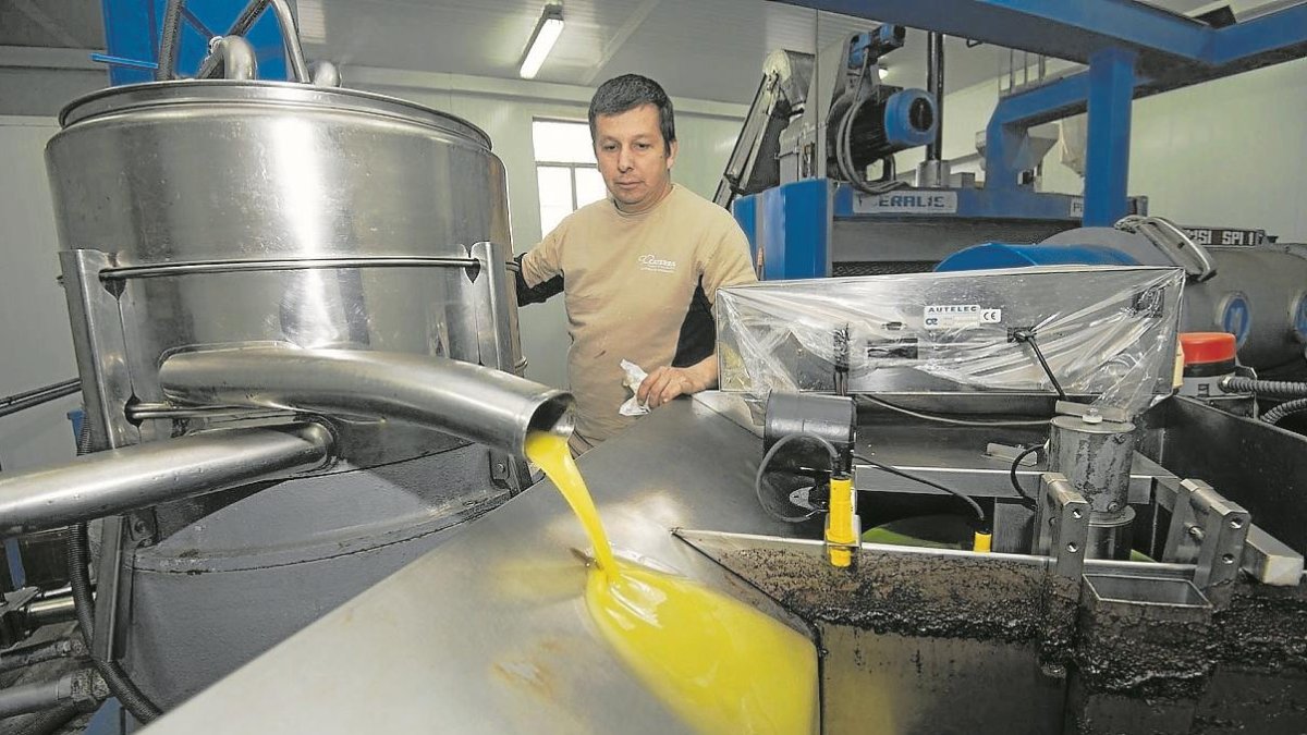 L’or líquid de la Pobla de Massaluca és un dels més preuats de la Terra Alta.