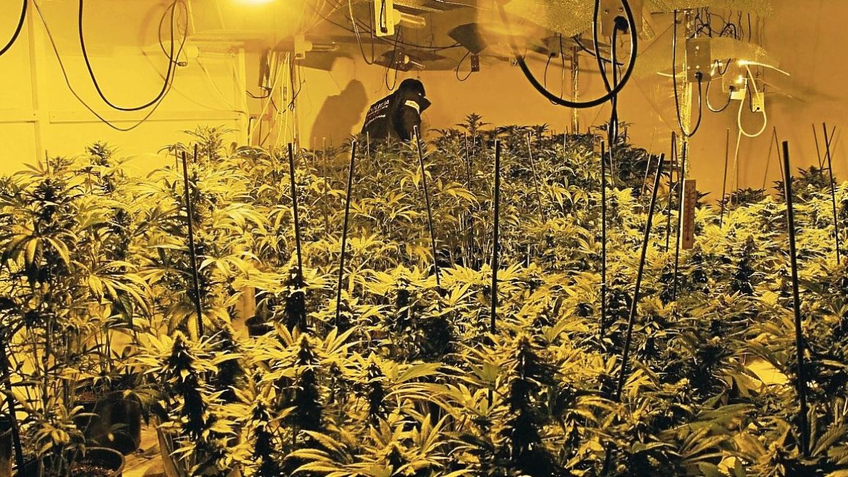 Cada vez más proliferan las plantaciones de marihuana.