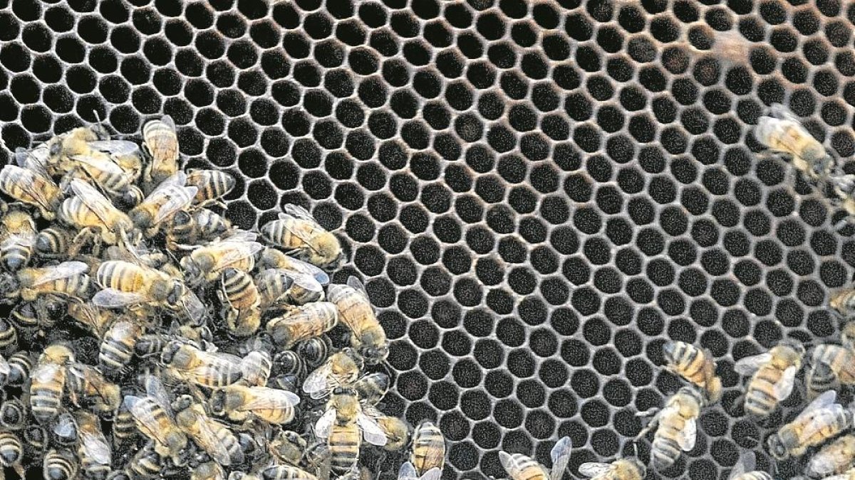 Algunas abejas negras ibéricas con las que trabaja la familia Muria, encima de un panal de cera.