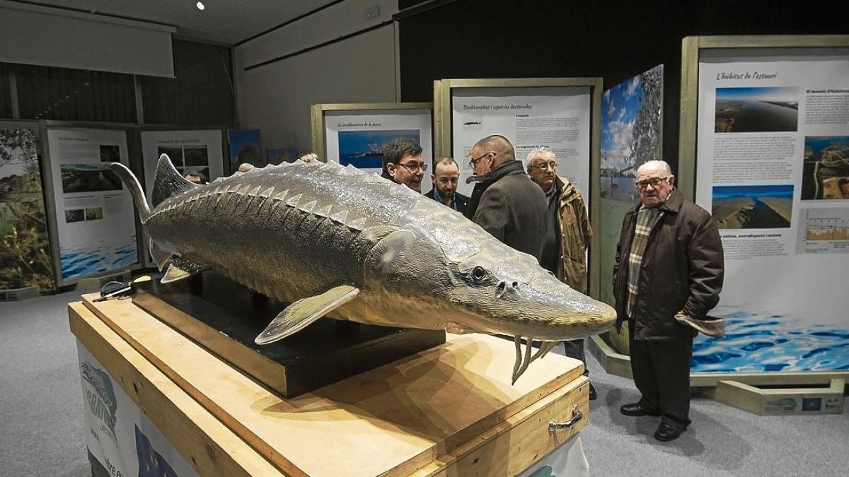 Maqueta d’un esturió realitzada pels promotors del projecte Life.