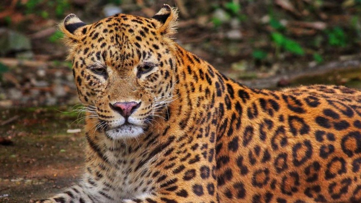 Un leopardo se come a un niño de 3 años en un safari