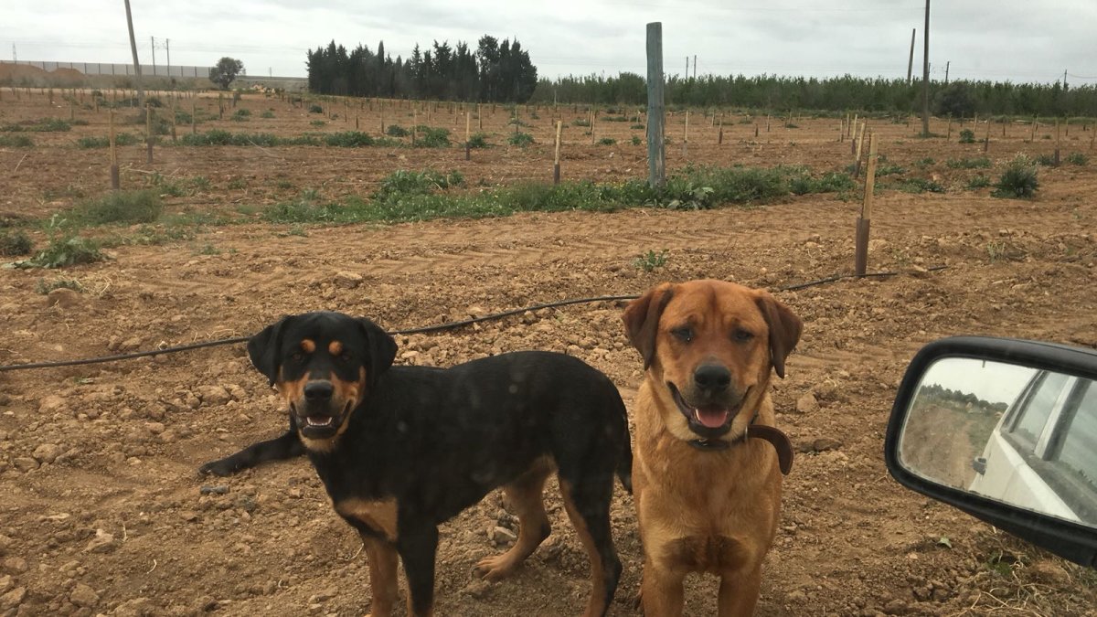 Los dos perros impidiendo que una persona salga del vehículo.