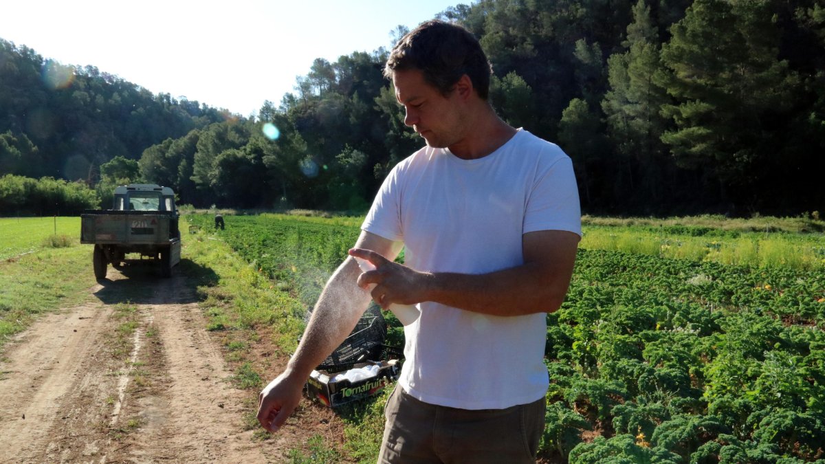 El fundador de la Plataforma d’Afectats per la Mosca Negra Josep Mestres arruixant-se de repelent al seu hort ecològic.