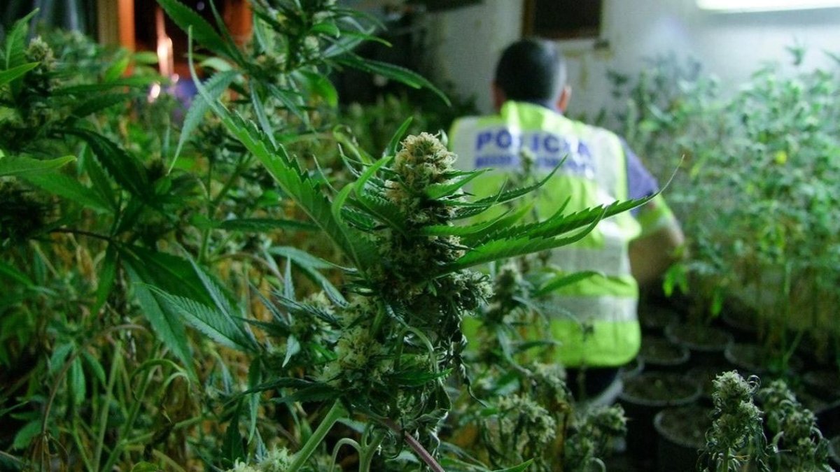 El tráfico de marihuana ha suplantado al del hachís en los últimos años.