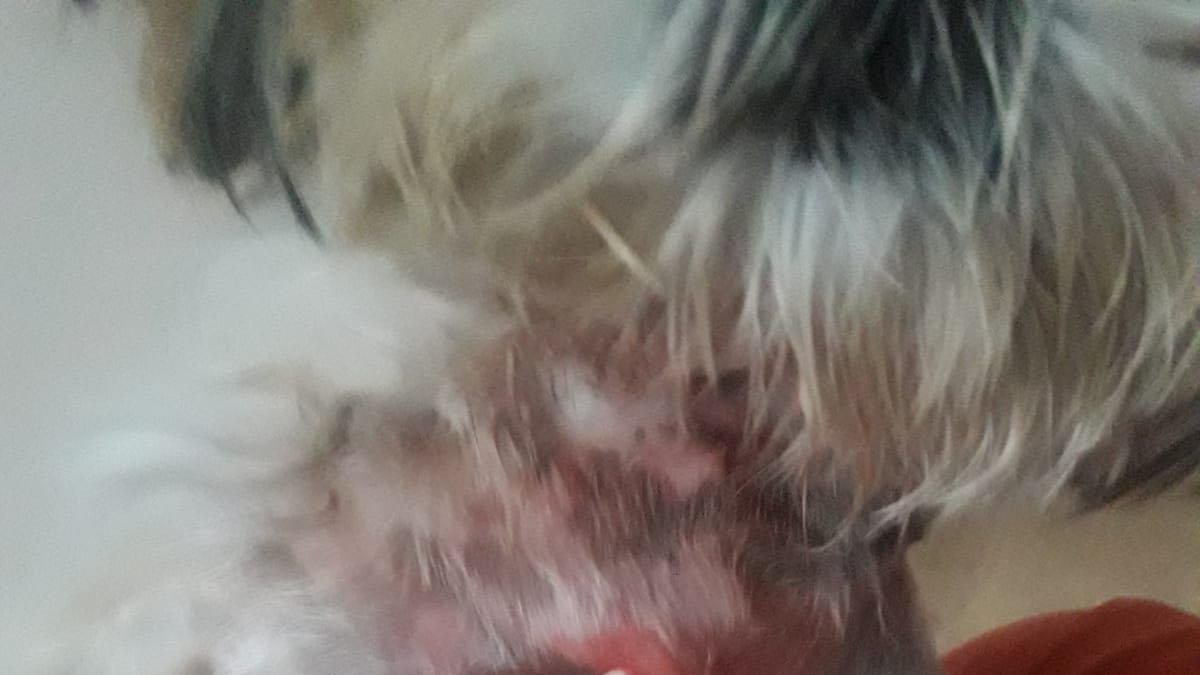 Un pit bull ataca a un hombre en Creixell