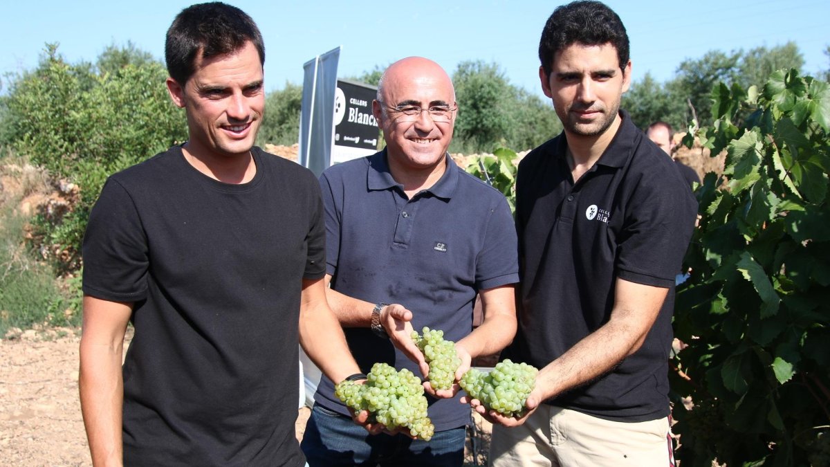 La DO Tarragona vol potenciar la varietat macabeu com a insígnia